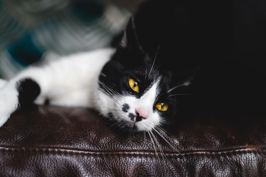 Indoor Pet Photography, Bristol 2023 ©tomgog