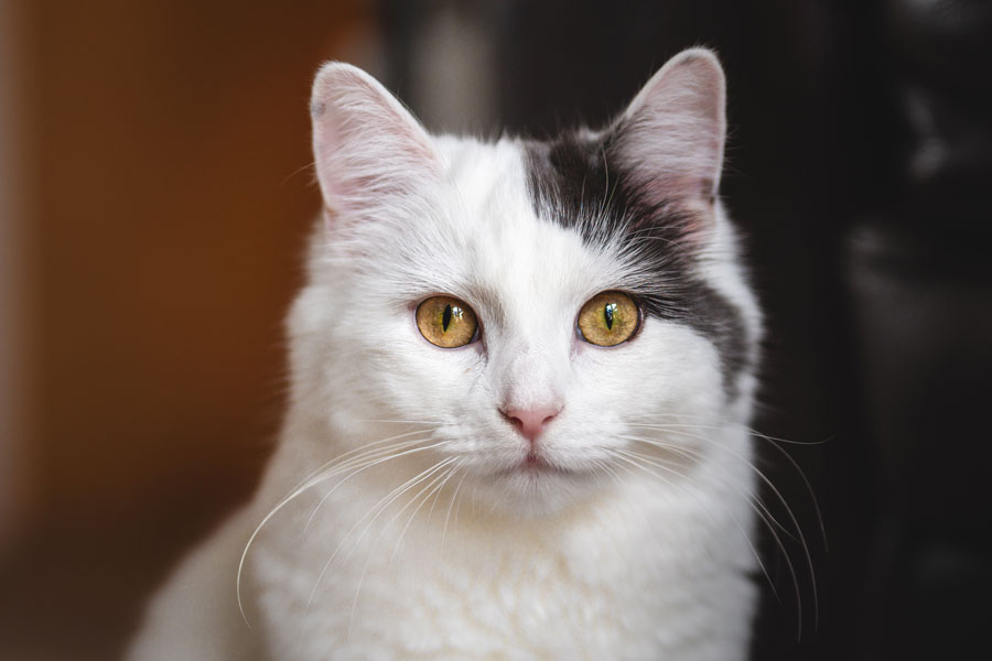 Indoor Pet Photography, Bristol 2023 ©tomgog