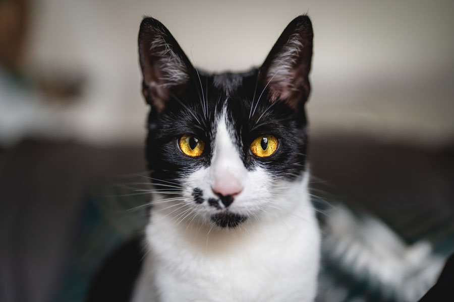 Portrait of a black and white cat with amber eyes