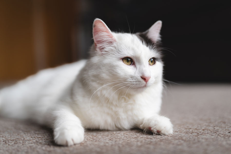 Indoor Pet Photography, Bristol 2023 ©tomgog