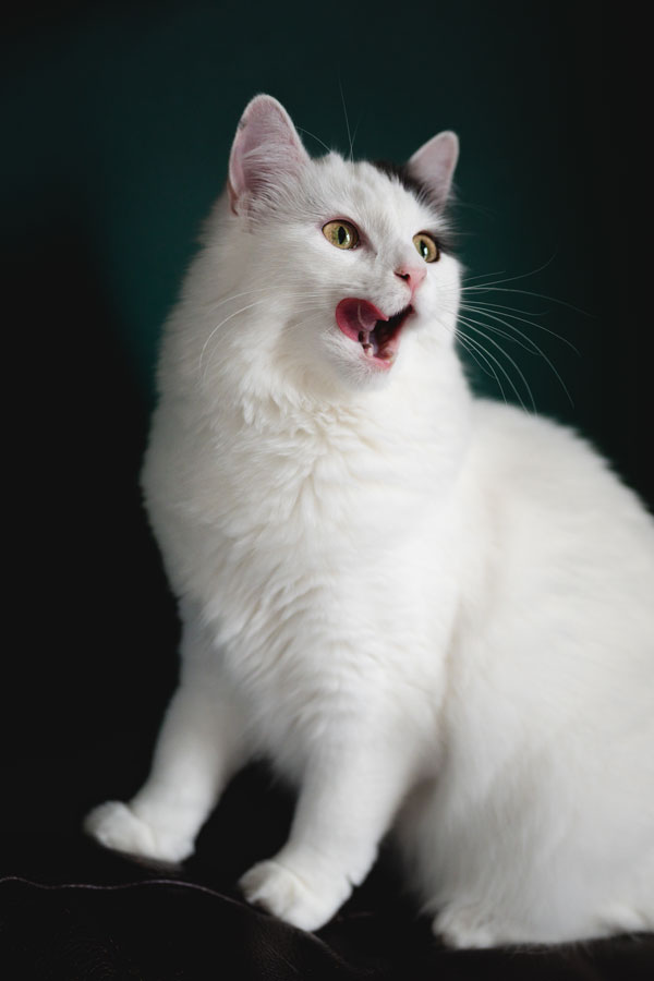 Indoor Pet Photography, Bristol 2023 ©tomgog