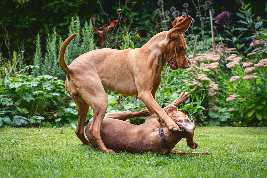 Outdoor Pet Photography, Bristol 2023 ©tomgog