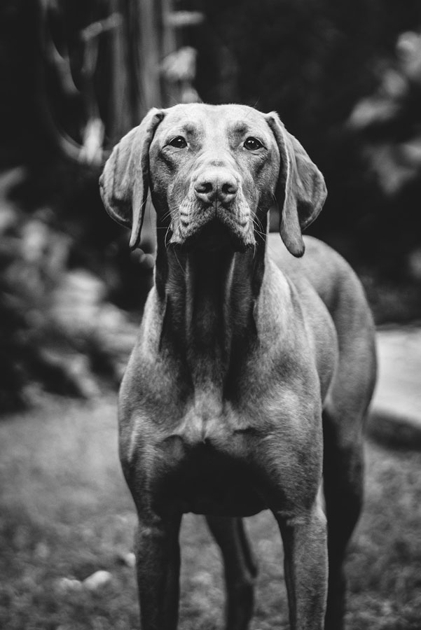 Outdoor Pet Photography, Bristol 2023 ©tomgog