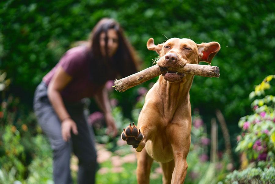 Outdoor Pet Photography, Bristol 2023 ©tomgog