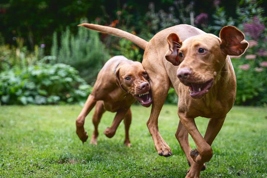 Outdoor Pet Photography, Bristol 2023 ©tomgog