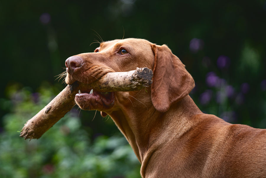 Vizlsa dog holding a stick