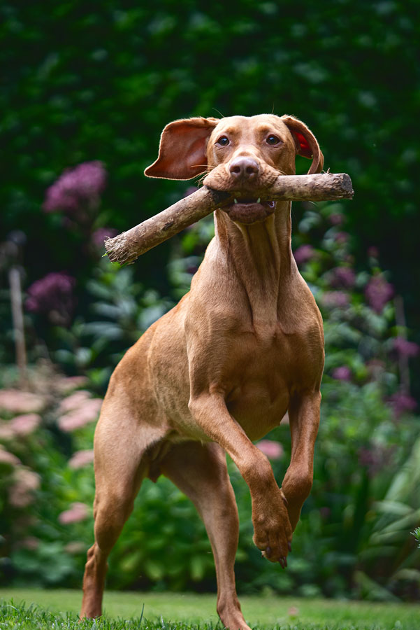 Outdoor Pet Photography, Bristol 2023 ©tomgog