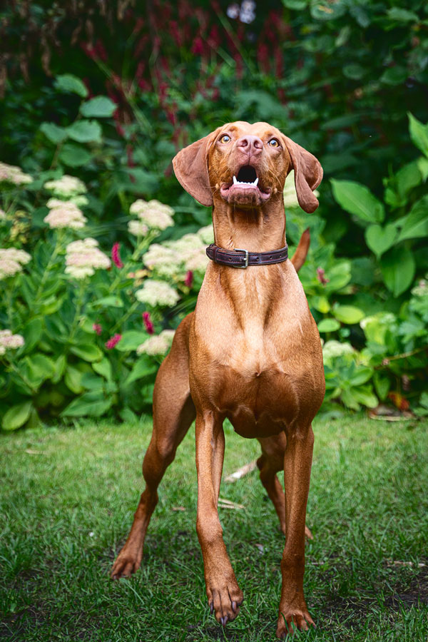 Outdoor Pet Photography, Bristol 2023 ©tomgog