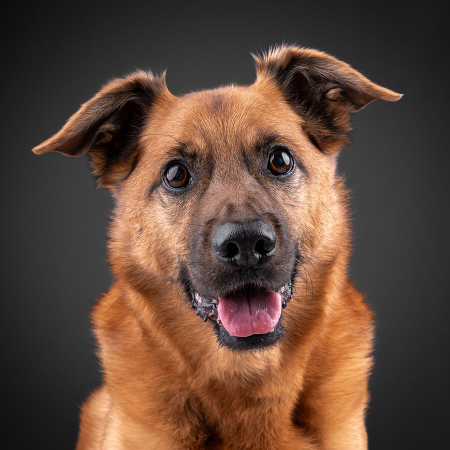 Studio Pet Photography, Bristol 2024 ©tomgog