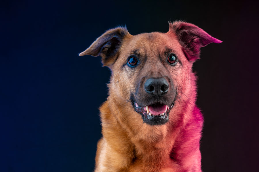 Studio Pet Photography, Bristol 2024 ©tomgog