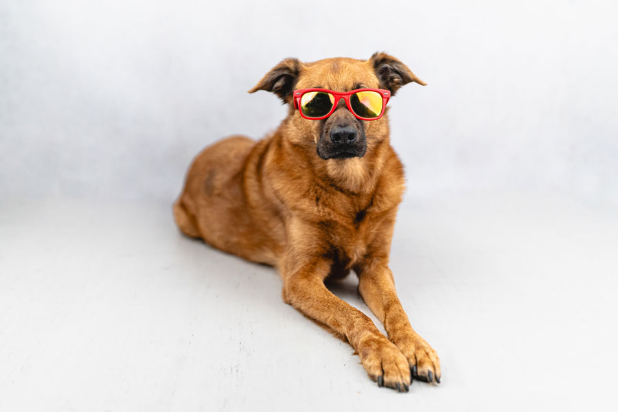 Studio Pet Photography, Bristol 2024 ©tomgog