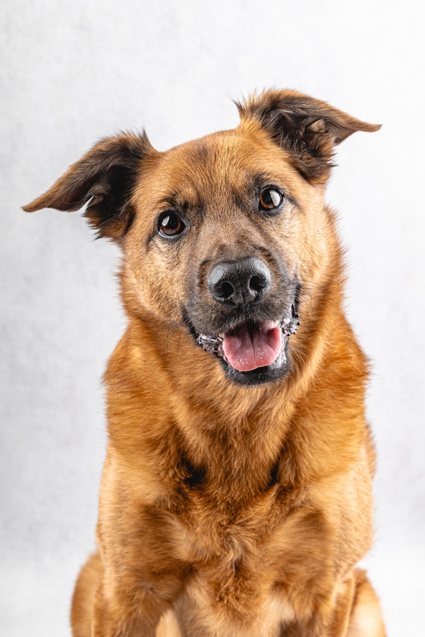 Studio Pet Photography, Bristol 2024 ©tomgog