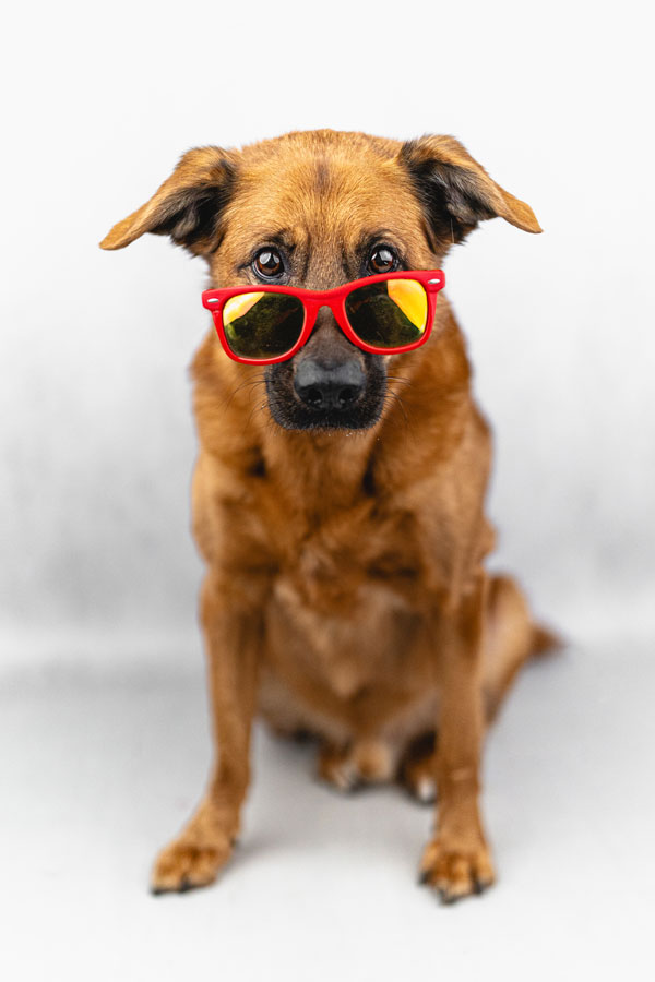 Studio Pet Photography, Bristol 2024 ©tomgog