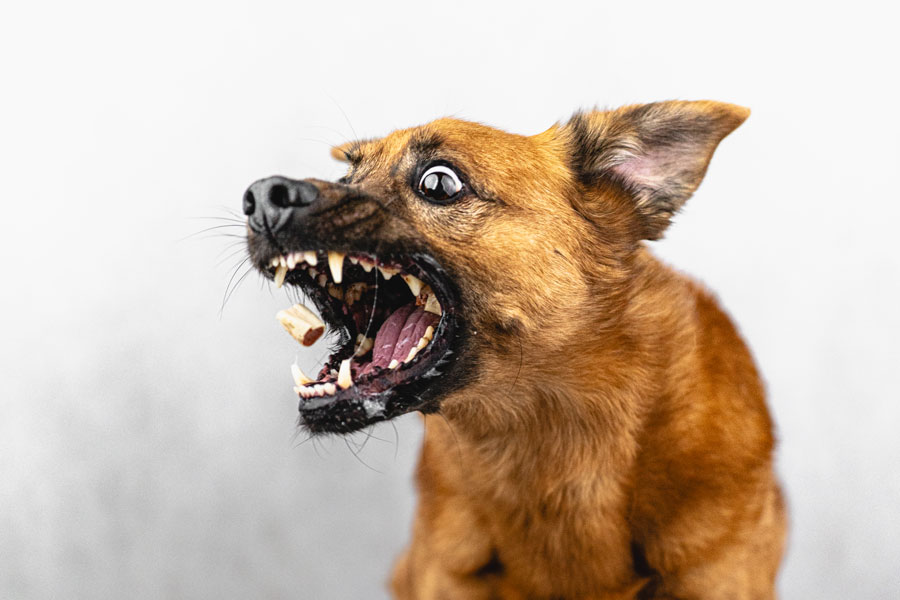 Studio Pet Photography, Bristol 2024 ©tomgog