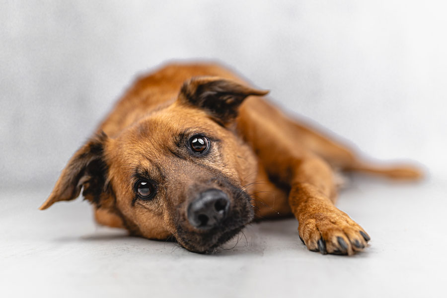 Studio Pet Photography, Bristol 2024 ©tomgog