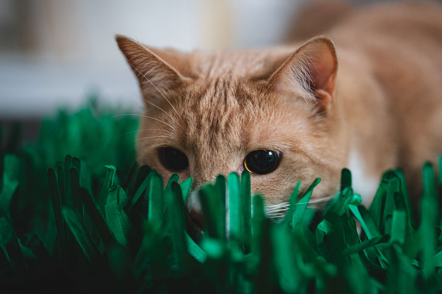 Bengal cat hiding in the grass