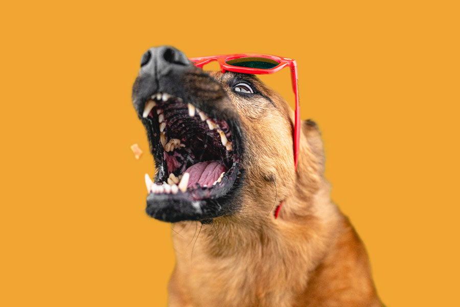 Dog in sunglasses catching a treat