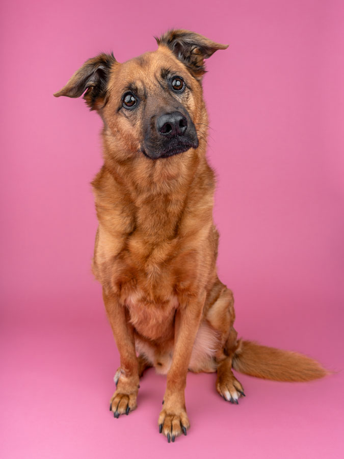 Studio Pet Photography, Bristol 2024 ©tomgog