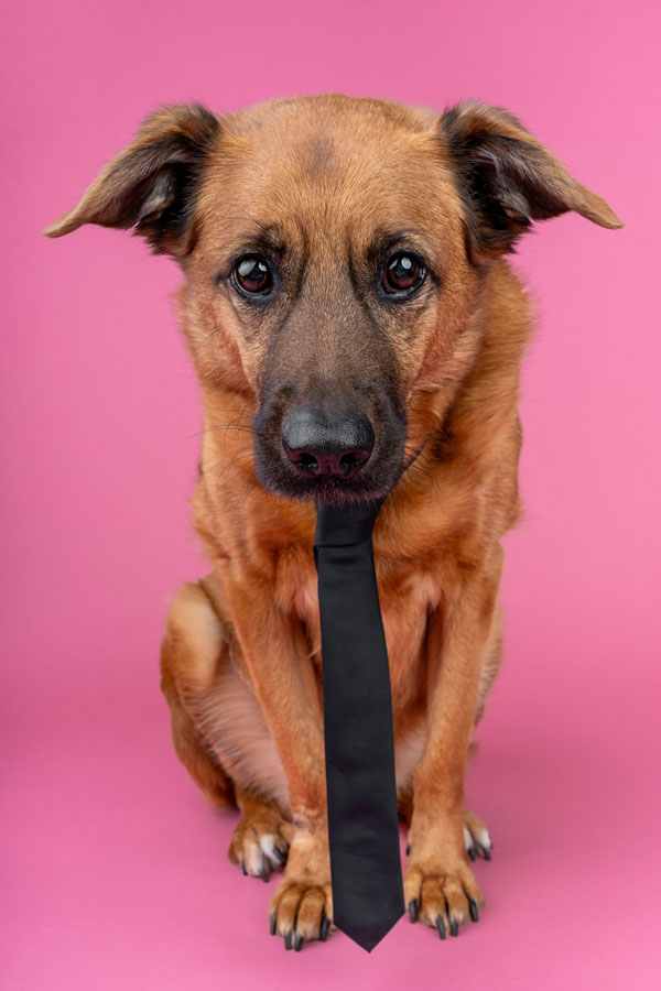 Studio Pet Photography, Bristol 2024 ©tomgog