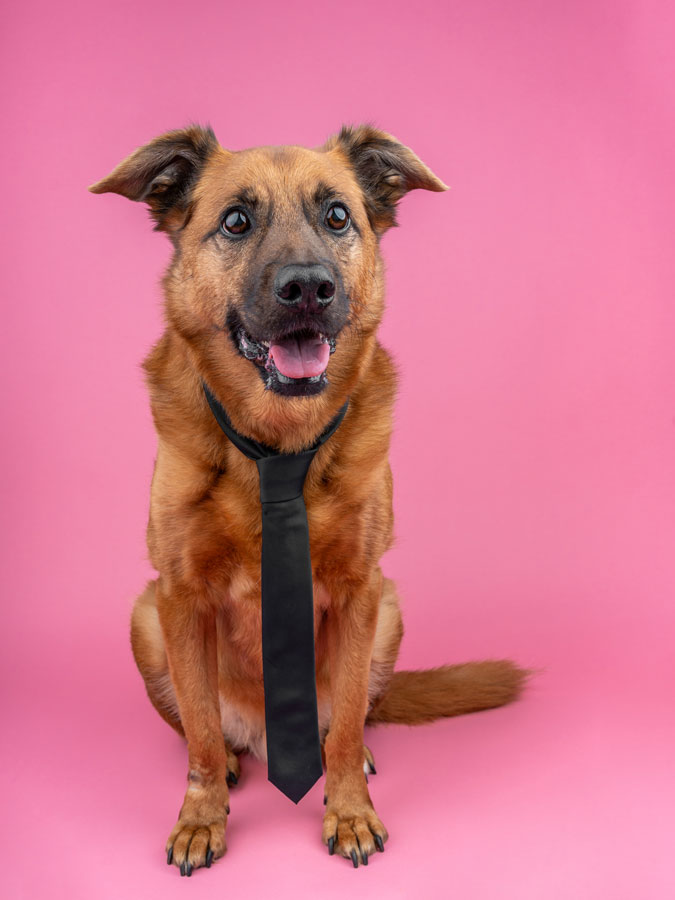 Studio Pet Photography, Bristol 2024 ©tomgog