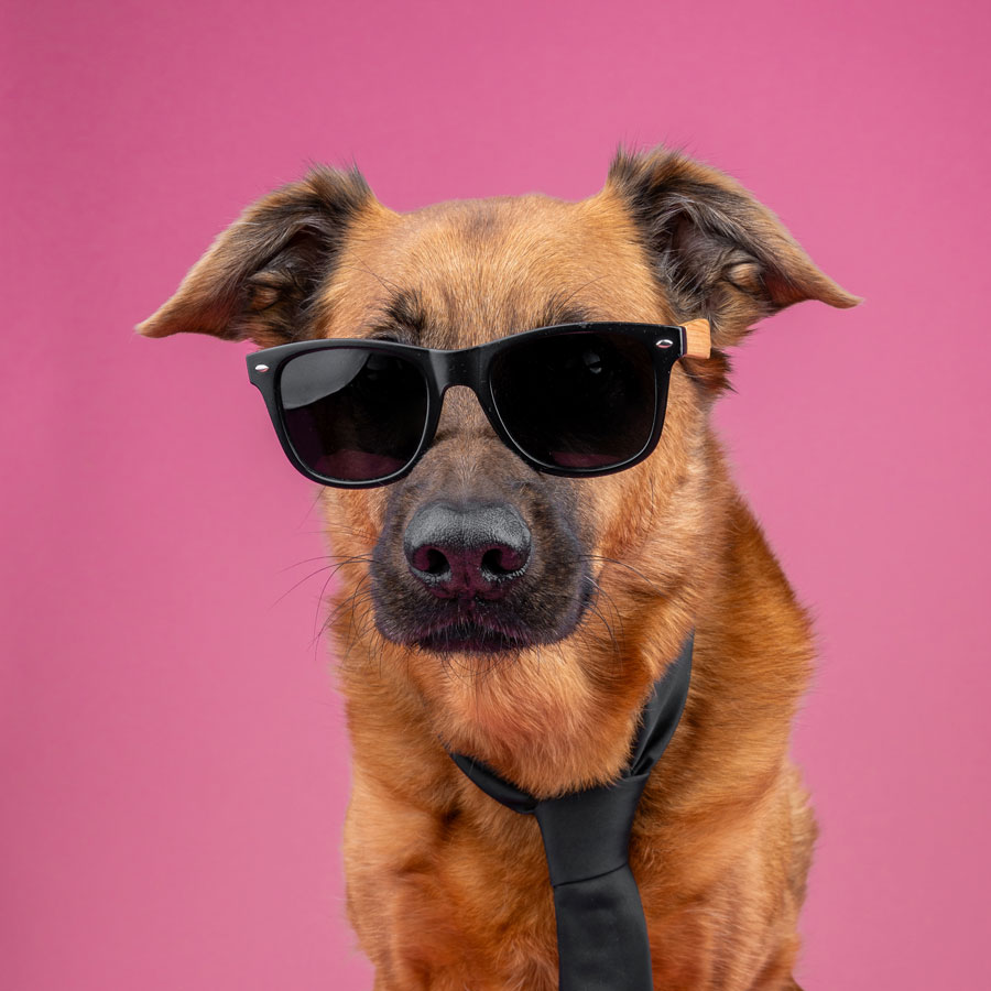 Dog in sunglasses and a black tie on pink background