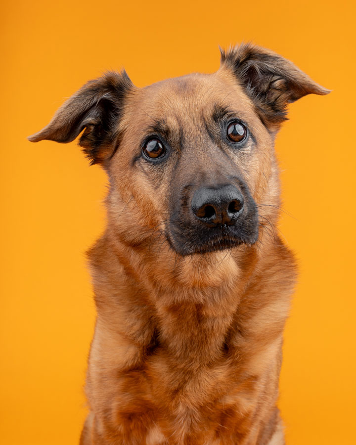 Studio Pet Photography, Bristol 2024 ©tomgog