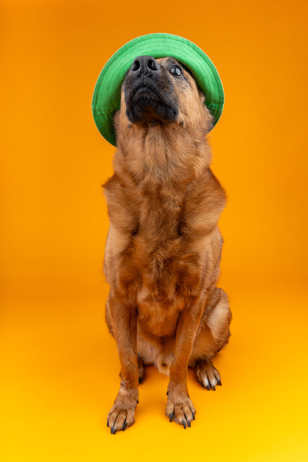 Studio Pet Photography, Bristol 2024 ©tomgog