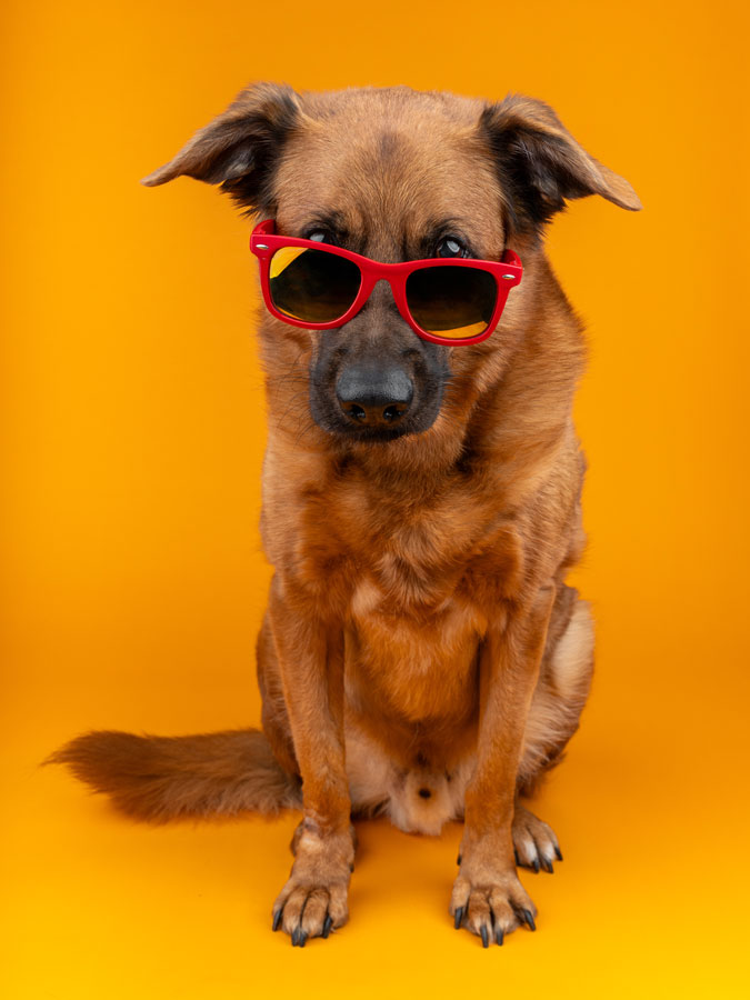 Studio Pet Photography, Bristol 2024 ©tomgog