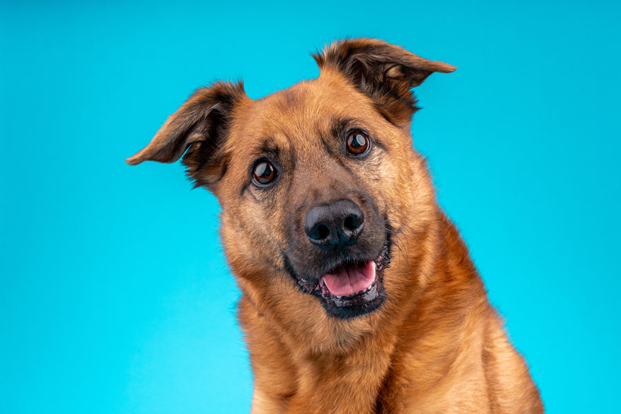 Studio Pet Photography, Bristol 2024 ©tomgog