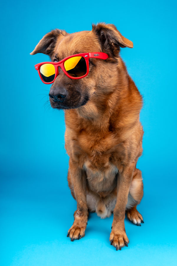 Studio Pet Photography, Bristol 2024 ©tomgog