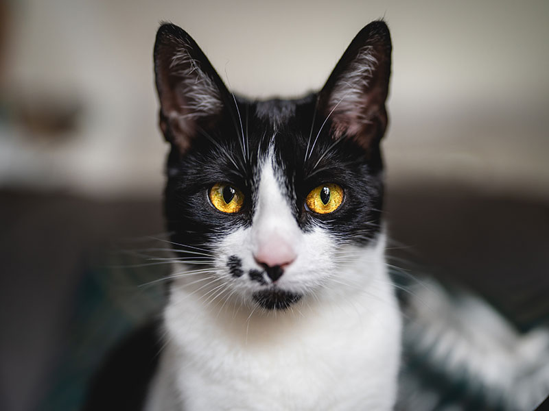 Portrait of a Black and White Cat with Amber Eyes