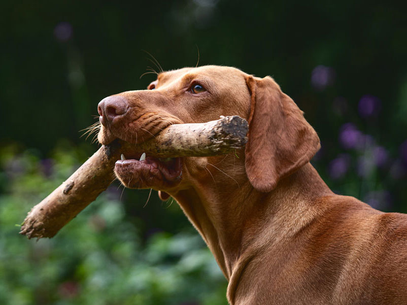 Portrait of a Vizsla Dog holding a stick