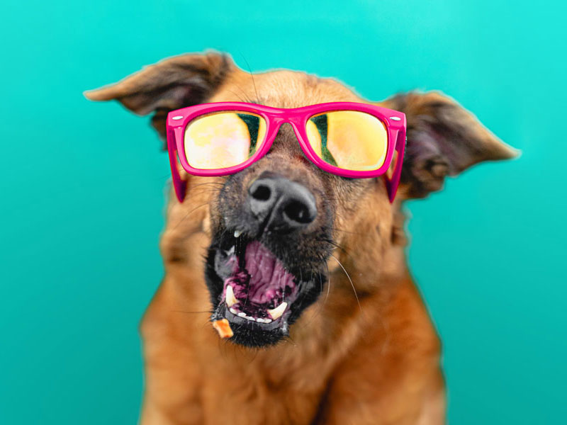 Studio portrait of a dog cathing a treat