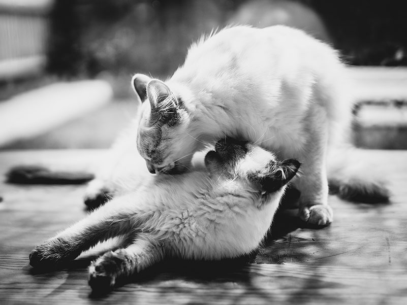 Black and white photograph of two ragdoll cats