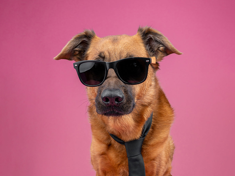 Studio portrait of a dog in sunglasses and a black tie