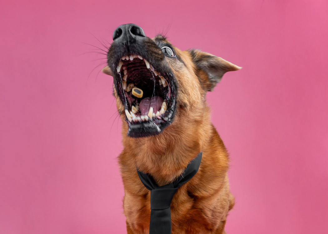 Photograph of a dog catching a treat