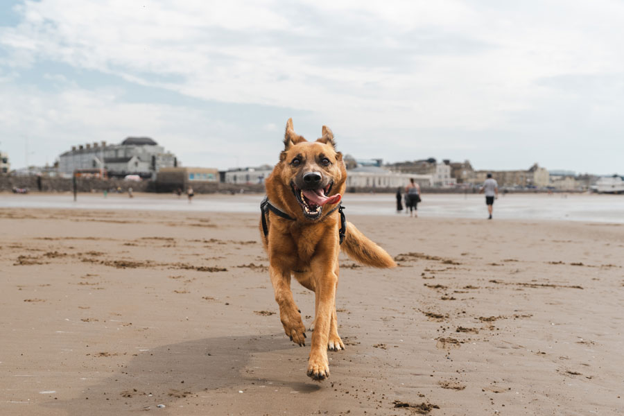 Action Shot, Weston-super-Mare 2021 ©tomgog