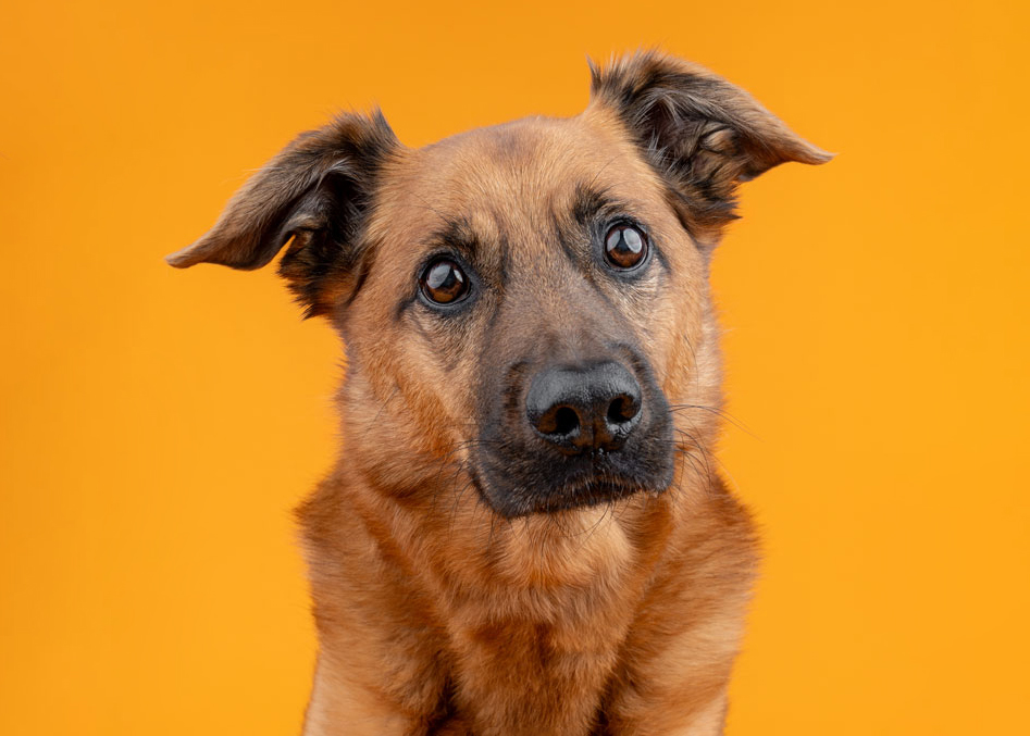 Studio portrait of a happy dog smiling